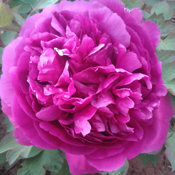 Tree Peony Purple Hat