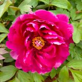 Tree Peony Shima Daijin Pktpashi 2026 - Garden Express Australia