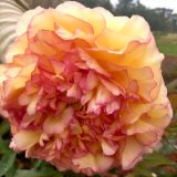 Tree Peony Souvenir De Maxime Cornu Tree Peony Souvenir De Maxime Cornu