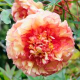 Tree Peony Souvenir Maxime Cornu Pktpasmc 2026 - Garden Express Australia