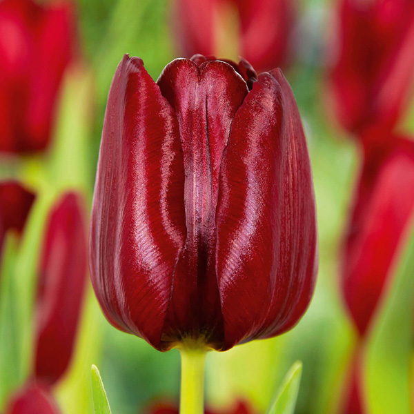 Tulip Red Mark