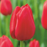 Tulip Red Mark Tulip Red Mark