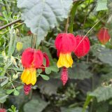 Abutilon Honeycomb Lpoabuhon - Garden Express Australia