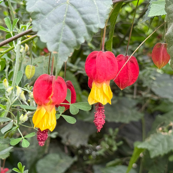 Abutilon Honeycomb
