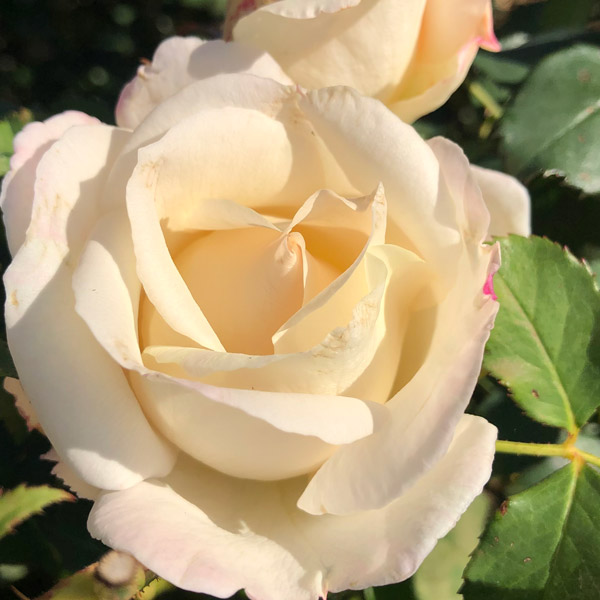 Brindabella Rose Cameo Brindabella Rose Cameo