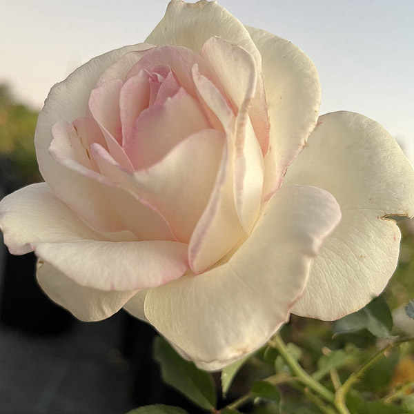 Brindabella Rose Cameo Brindabella Rose Cameo