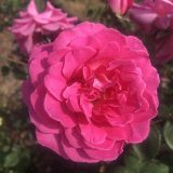 Brindabella Rose Purity Brindabella Rose Purity