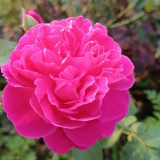 Brindabella Rose Purity Rosbpur - Garden Express Australia