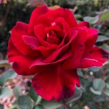Brindabella Rose Redstar Rosbred - Garden Express Australia
