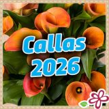 Callas 2026