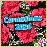 Carnations 2026
