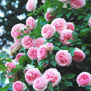 Climbing Rose Cinderella (Pbr)