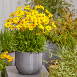 Coreopsis Solar Mellow 2026 - Garden Express Australia