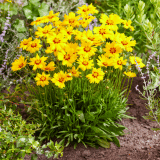 Coreopsis Solar Mellow Coreopsis Solar Mellow