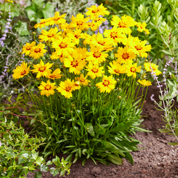 Coreopsis Solar Mellow
