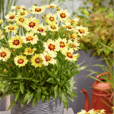 Coreopsis Solar Moon Coreopsis Solar Moon