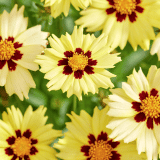 Coreopsis Solar Moon 2g - Garden Express Australia