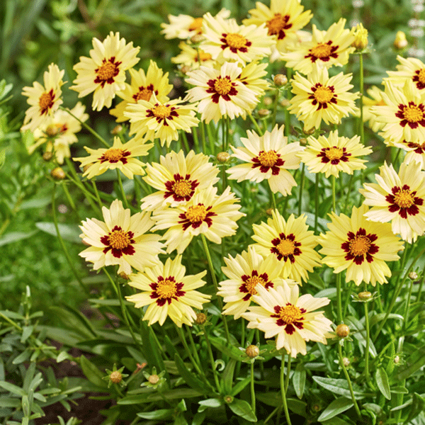 Coreopsis Solar Moon