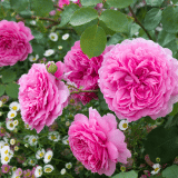 David Austin Rose Princess Alexandra Of Kent Rosdpao - Garden Express Australia