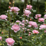 David Austin Rose Queen Of Sweden David Austin Rose Queen Of Sweden