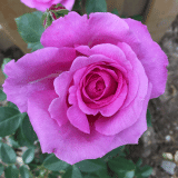 Delbard Rose Belle Parfume 2025 Rosdbpf - Garden Express Australia