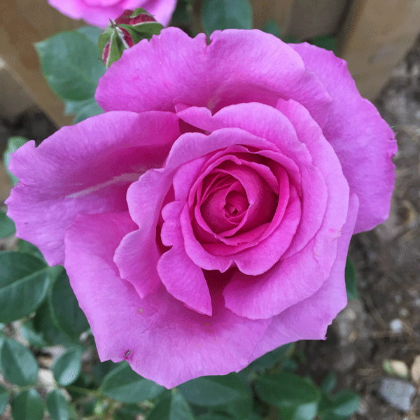 Delbard Rose Madame Delbard Delbard Rose Madame Delbard