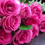 Delbard Rose Madame Delbard Delbard Rose Madame Delbard