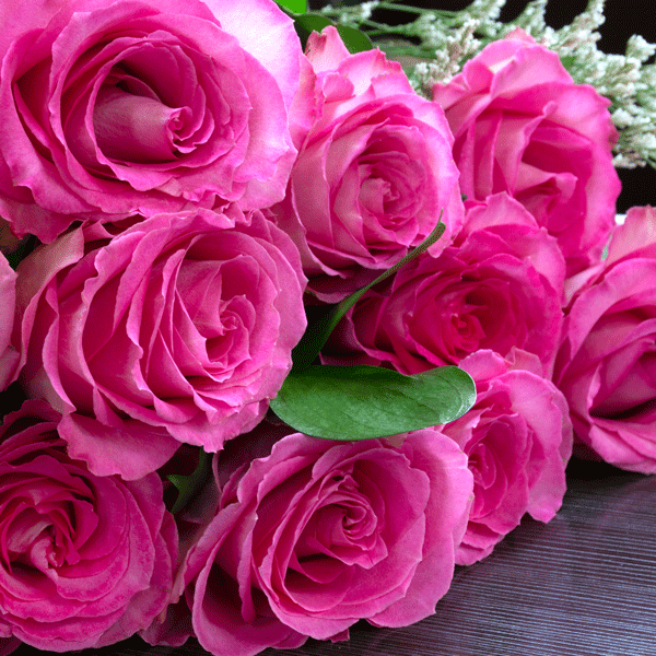 Delbard Rose Madame Delbard Delbard Rose Madame Delbard