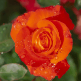 Delbard Rose France Libre 2026 Rosdfli - Garden Express Australia