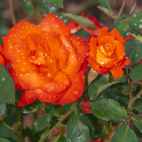 Delbard Rose France Libre Delbard Rose France Libre