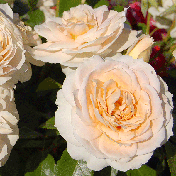 Delbard Rose Jardin De L Essonne