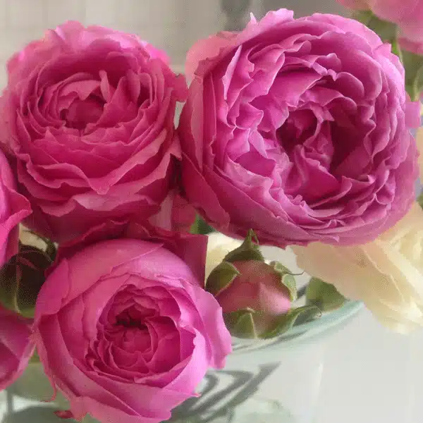 Delbard Rose Madame Delbard