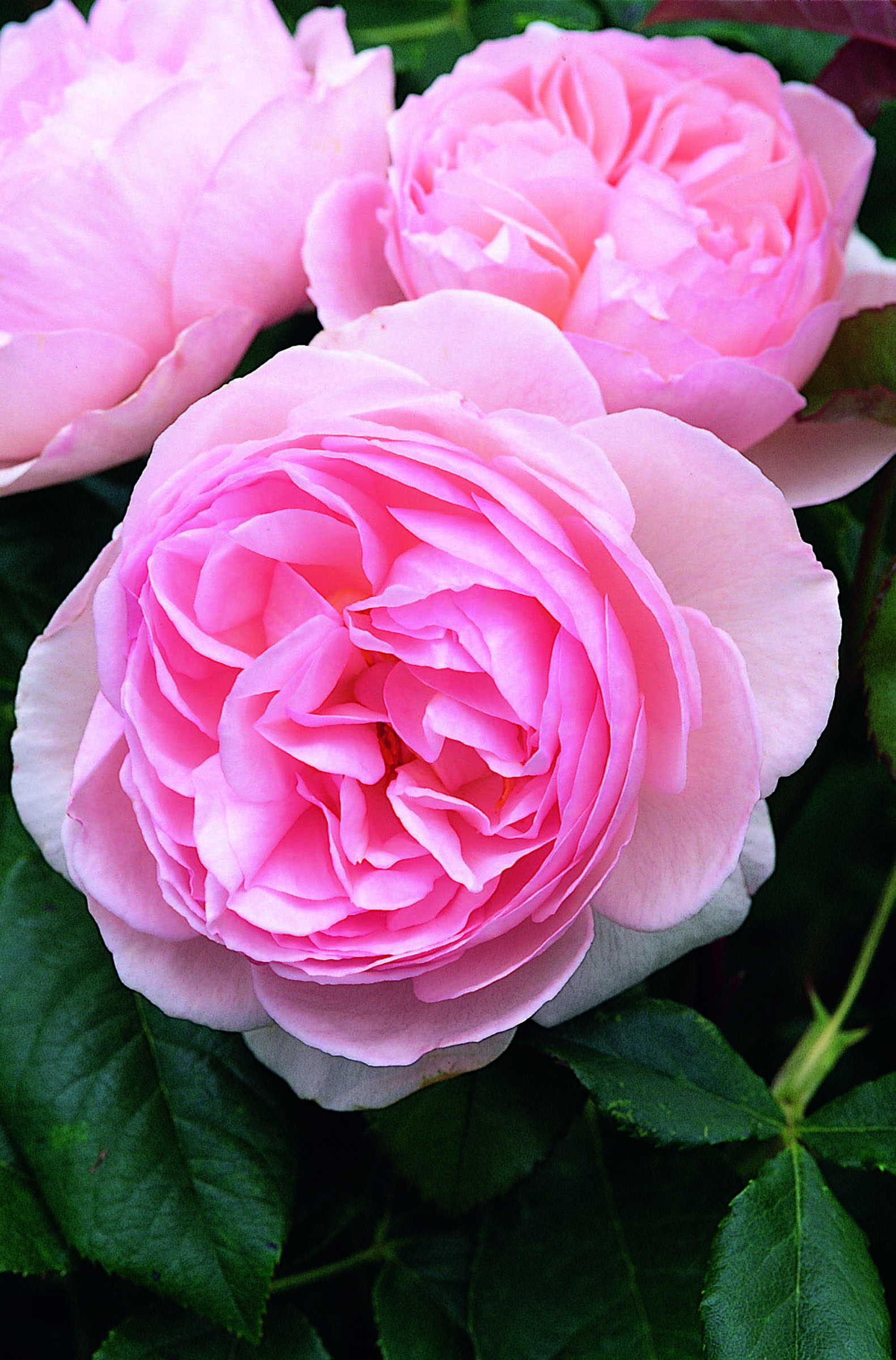 English Shrub Rose Heritage