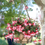 Fuchsia Bella Laura Fuchsia Bella Laura