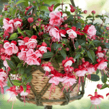 Fuchsia Bella Laura P68fucblr - Garden Express Australia