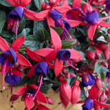 Fuchsia Bella Sacha P68fucbsc - Garden Express Australia