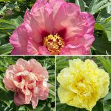 Gurus Itoh Peony Collection 2 Colgurit2 - Garden Express Australia
