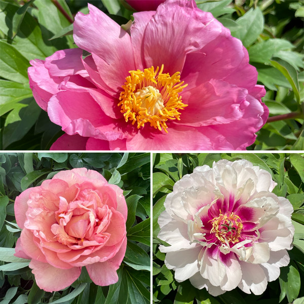 Gurus Itoh Peony Collection