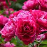 Guy Savoy Roscdgs - Garden Express Australia