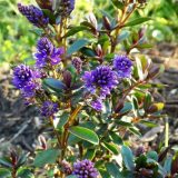 Hebe Never Ending Glory 2 - Garden Express Australia