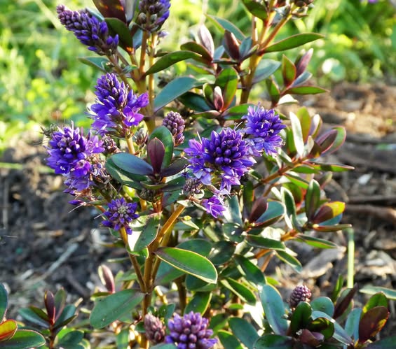 Hebe Never Ending Glory