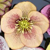 Hellebore Single Apricot Peach Spotted P75helsas - Garden Express Australia