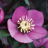 Hellebore Single Dark Pink P75helsdp - Garden Express Australia