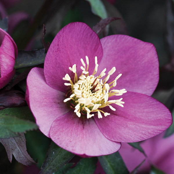 Hellebore Single Dark Pink Hellebore Single Dark Pink