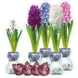 Hyacinthvases Setof4 - Garden Express Australia