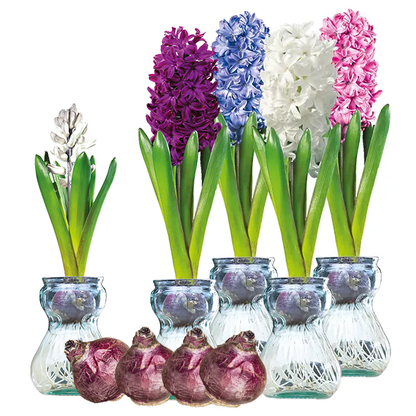 Hyacinth Vase Kit Set Of 4