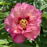 Itoh Peony Berry Garcia Pkitobga - Garden Express Australia