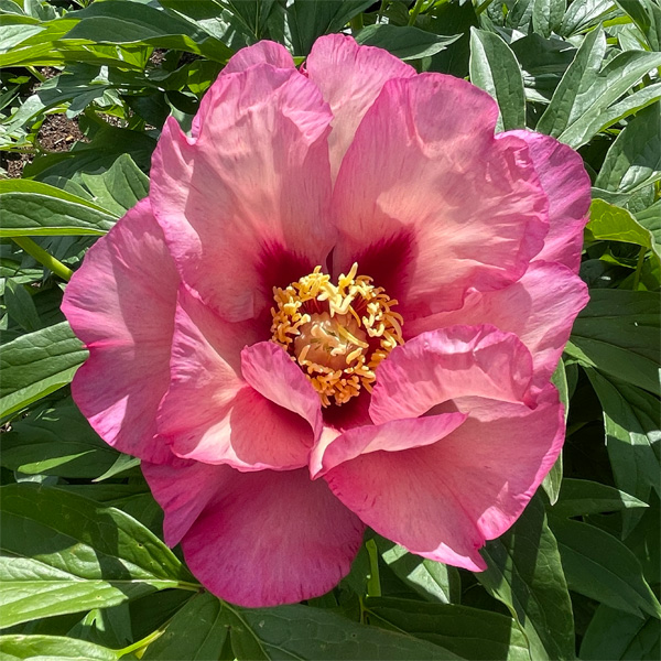 Itoh Peony Berry Garcia
