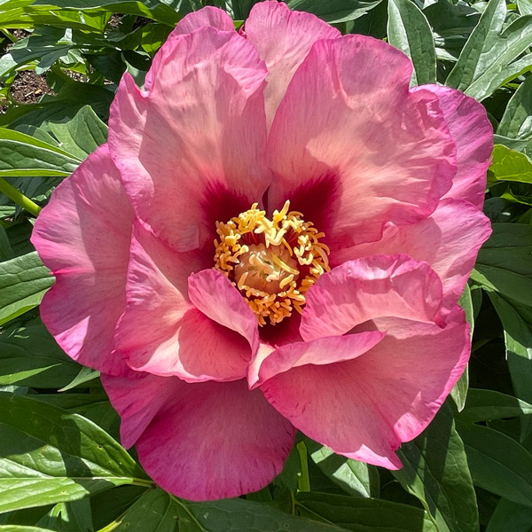 Gurus Itoh Peony Collection 2