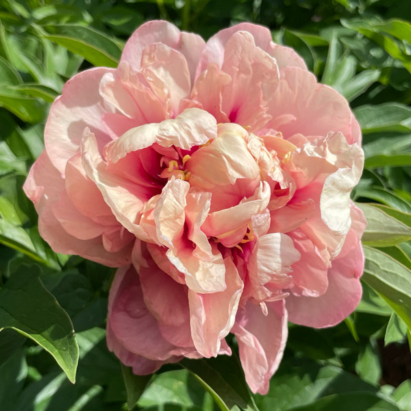 Itoh Peony Caroline Constabel